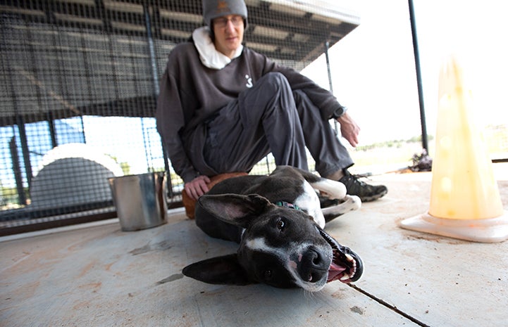 Lovebug the dog lying on the ground while Paul the caregiver pets him