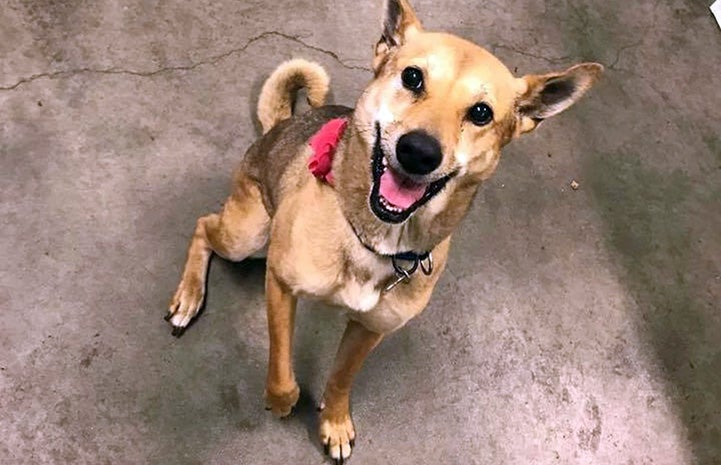 Brownie the dog smiling with her mouth open