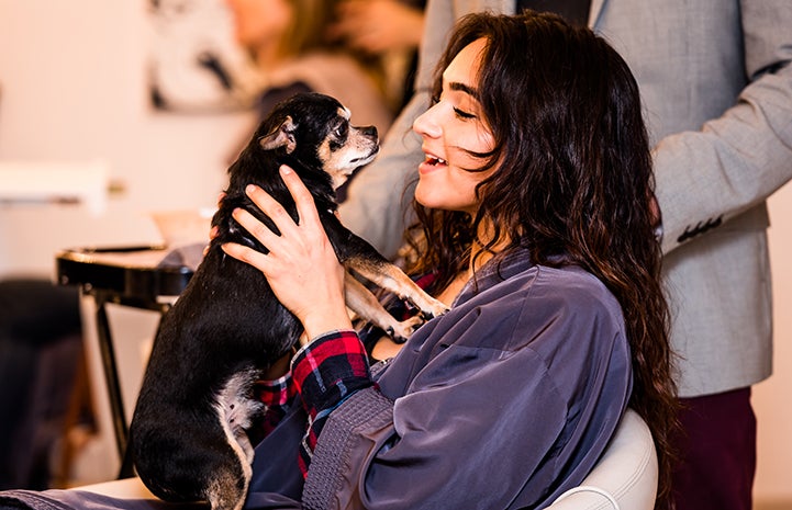 When invited, Kikko the senior Chihuahua sits on clients’ laps at the salon