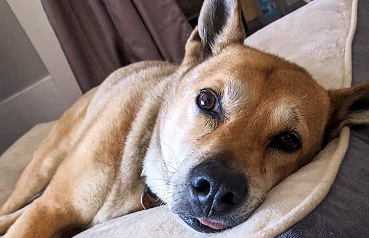 Brownie the dog lying down with her head on a pillow and the tip of her tongue sticking out of her mouth