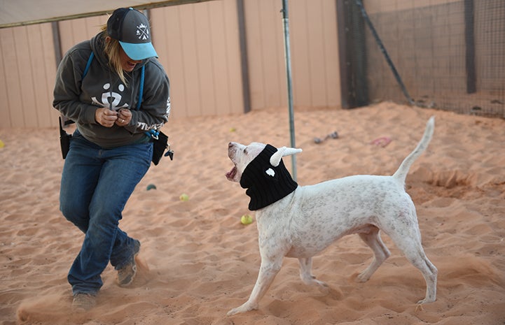 Headgear is like the cherry on top of all the love and care Skully the dog’s receiving on his journey to a happier, healthier life