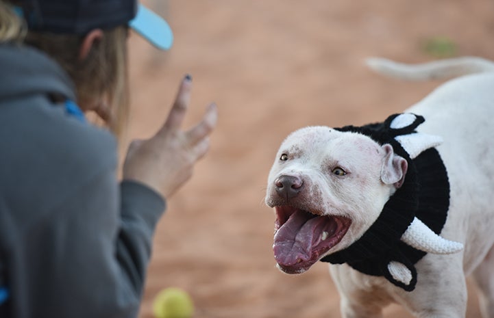 Best Friends vets found dog skin cancer in two separate places on Skully's body