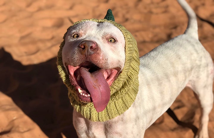 Skully the dog was only three years old when he came to the Sanctuary back in August