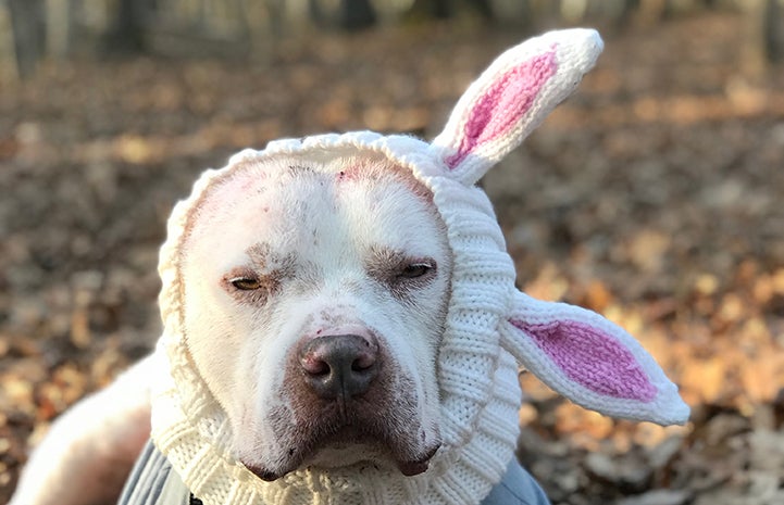 Skully the dog wearing his rabbit ear snood