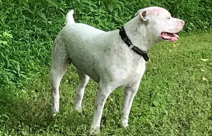 When Heather and Bill met Skully the dog, they knew he was the one to adopt