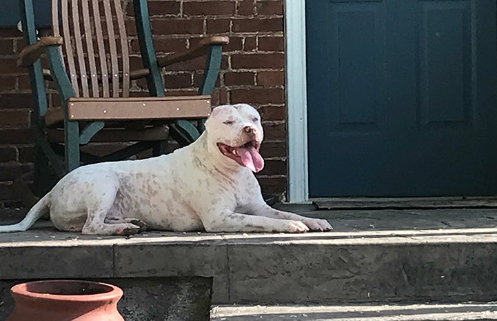 Skully the dog lying on a porch with a rocking chair behind him