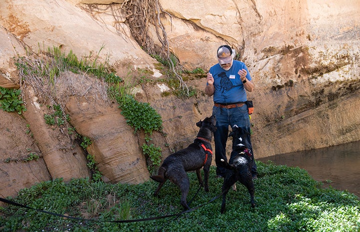 Man working on training with Trudy and and another dog