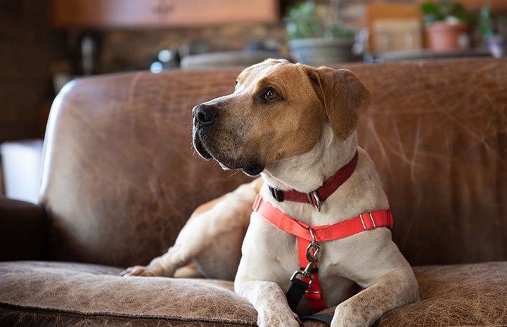 Titus the dog lying on a couch