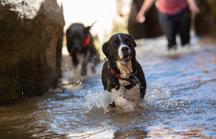 Trudy the dog in a creek, with another dog and person behind her