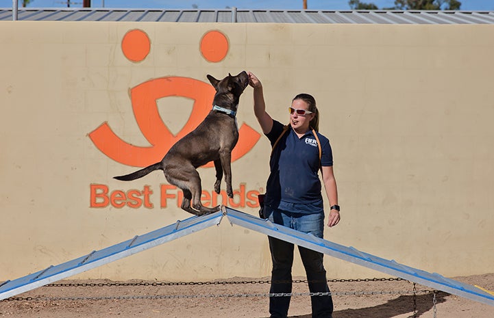 The ABC students’ work is truly saving lives. Every time a dog is adopted from the center, it opens space for another dog from one of the six Los Angeles city shelters