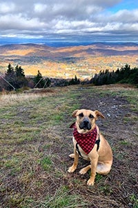 Charger/Chance the dog wearing a checkerboard bandanna sitting on the ground with a sunset behind him