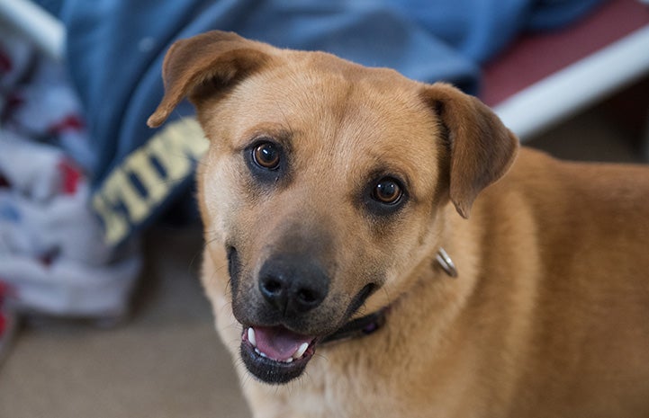 The face of Charger/Chance the dog looking at the camera and mouth open in a smile