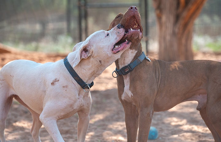 Deborah and Hercules Mulligan the dogs playing