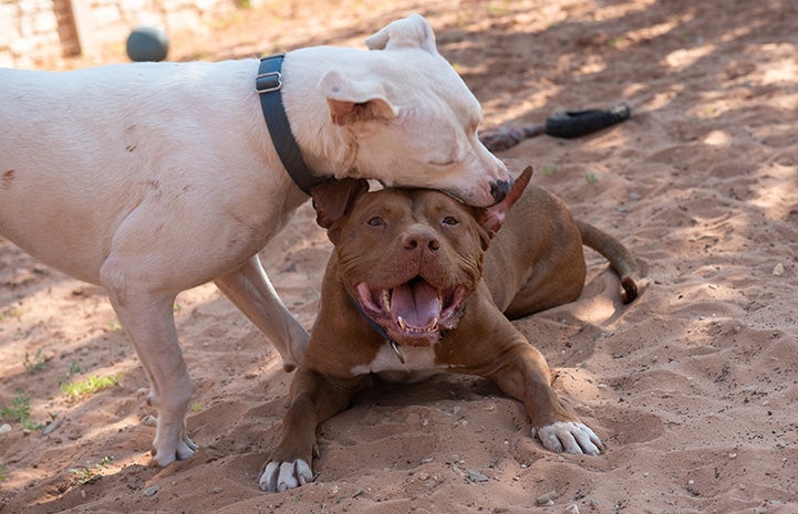 Hercules Mulligan and Deborah the dogs playing together outside