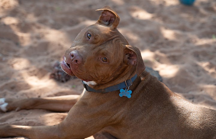 Hercules Mulligan the dog outside lying in the sand