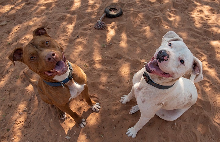 Hercules Mulligan and Deborah the dogs sitting down and looking toward the camera