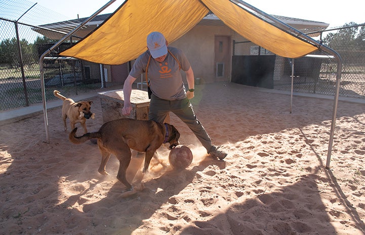 Volunteer Fred Rainey playing with a big ball under a sun shade with Holy Moly and Alice the dogs