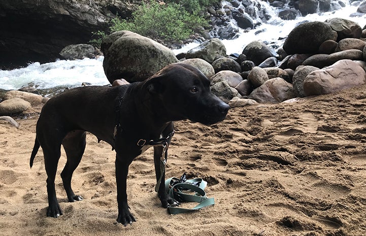 Pippin the dog next to a stream while on a hike