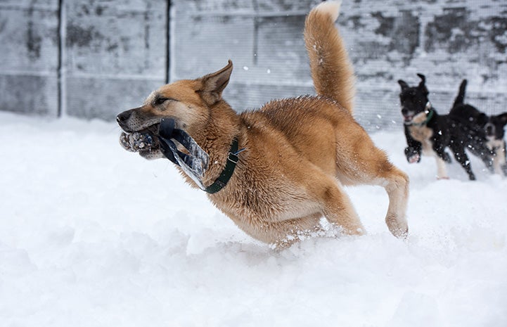 Freya the dog racing with a toy in her mouth while Pinwheel the dog chases her in the snow