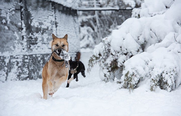 Freya the dog with a toy in her mouth while Saber the dog chasing her in the snow