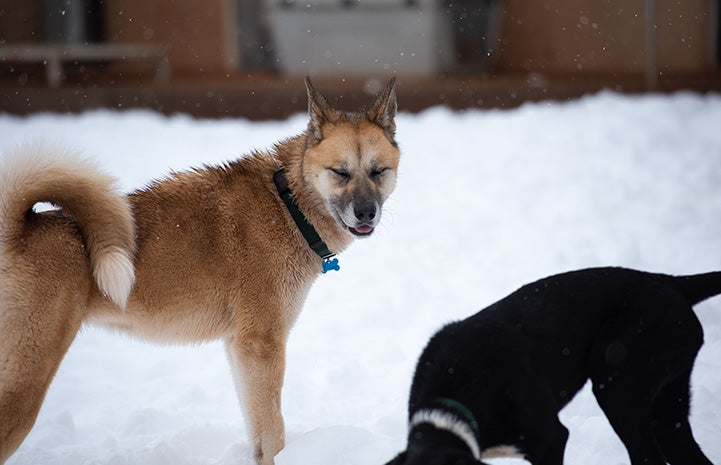 Freya the dog with eyes closed and smiling in the snow