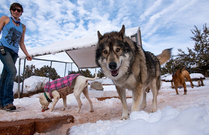 Multiple dogs playing in the snow while a woman wearing a tank top watches