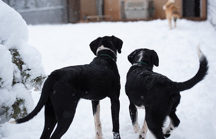 Saber and Pinwheel the dogs standing in the snow looking at Freya the dog in the distance