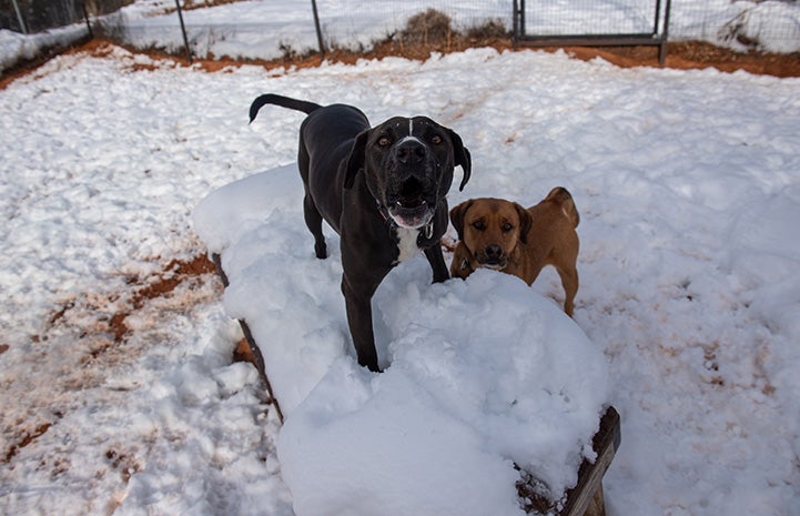 Sosa the barking dog on top of something covered in snow 