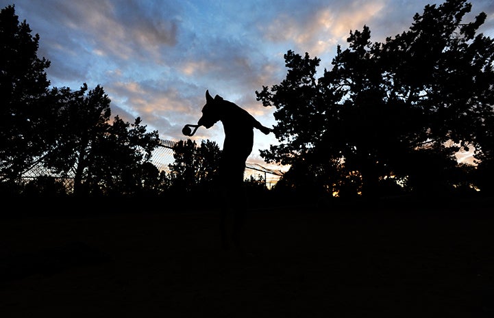 A silhouette of Blair the dog jumping up in the air with a toy in her mouth with a sunset behind her