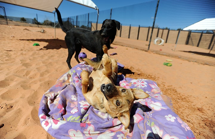 Brown dog on her back on a blanket on the sand with a black dog behind her