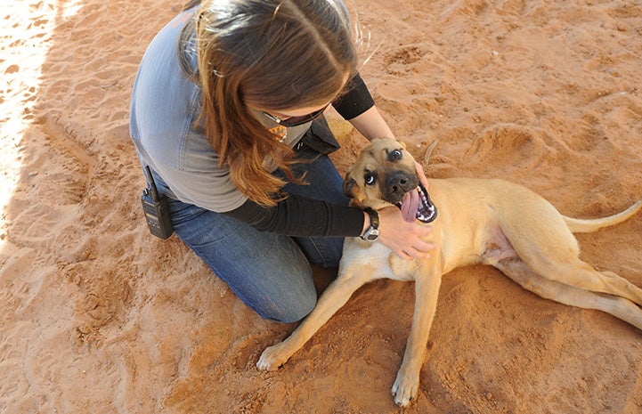 Klaus the dog lying down while Dogtown caregiver Jess Cieplinski pets him