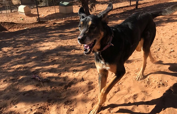 Corban the dog running on red sand