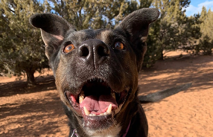 Feebee the black dog with mouth open in a smile with sand and trees behind her