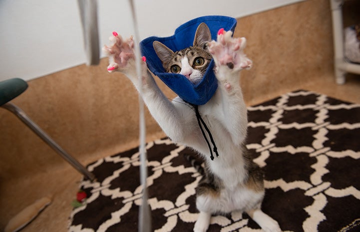 Bubbles the cat jumping up with paws stretched exposing pink covered claws