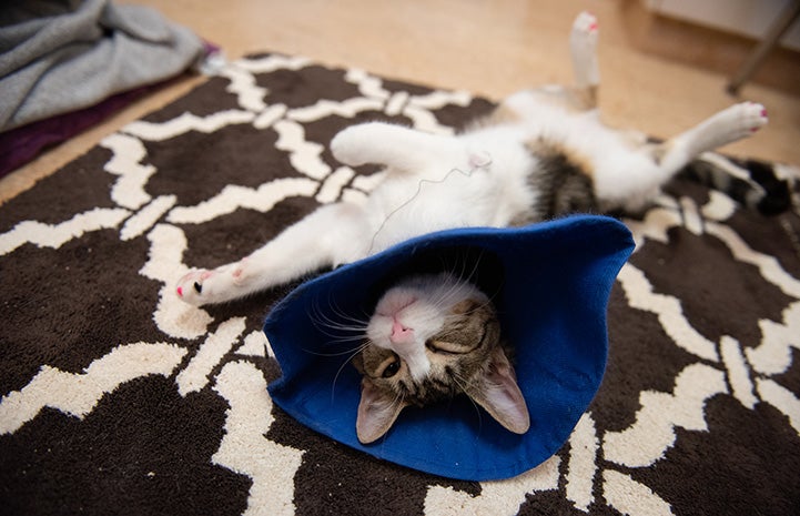 Bubbles the cat lying on her back on a carpet