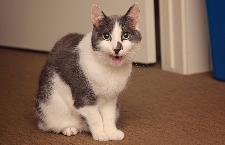 Sylvester the senior gray and white cat meowing