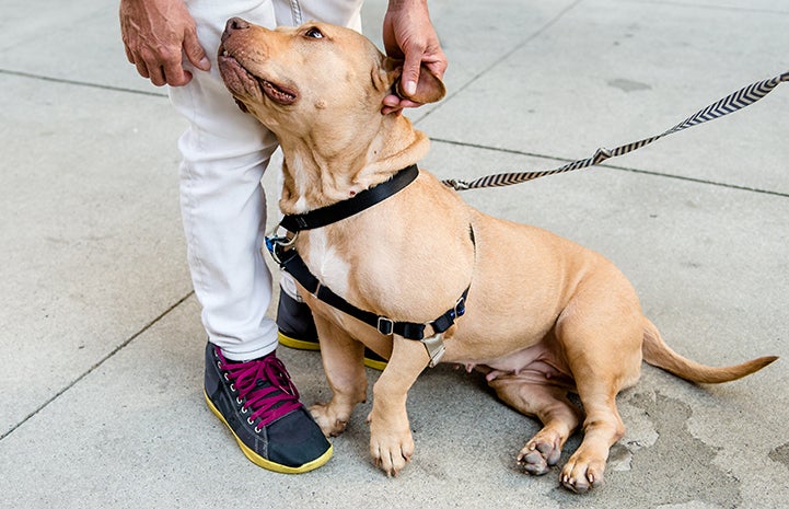 Fabian was the perfect adopter for Elsa