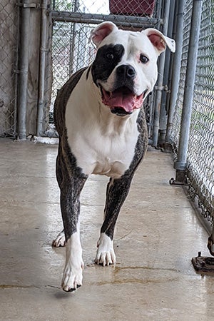 Nanook the dog standing in an outside kennel