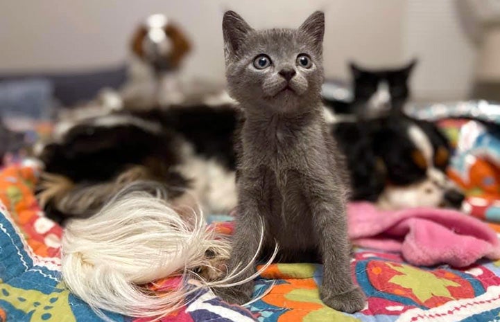 Kittens in a bed with a sleeping dog with a gray kitten standing up in the front