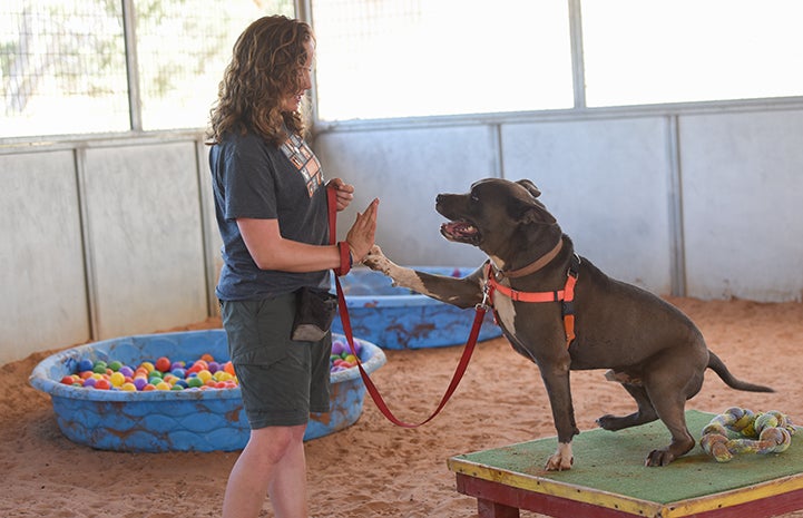 For a dog as big and powerful as Moose, it was especially important to address his greeting and play styles before he accidentally hurt someone