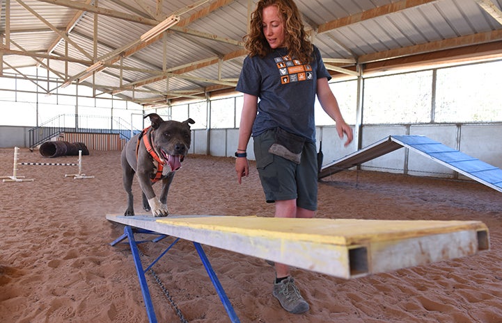 Nothing makes Moose the dog happier, or has a longer-lasting and more calming effect, than a session on the agility course