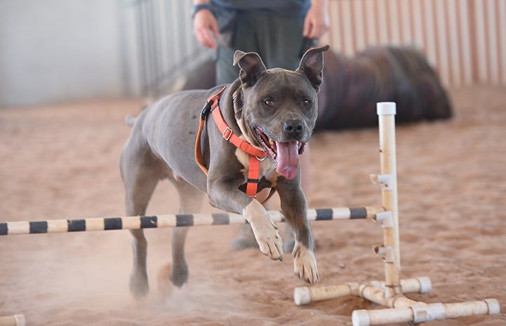 While Moose the dog may not look like a canine gymnast, he’s a winner nonetheless