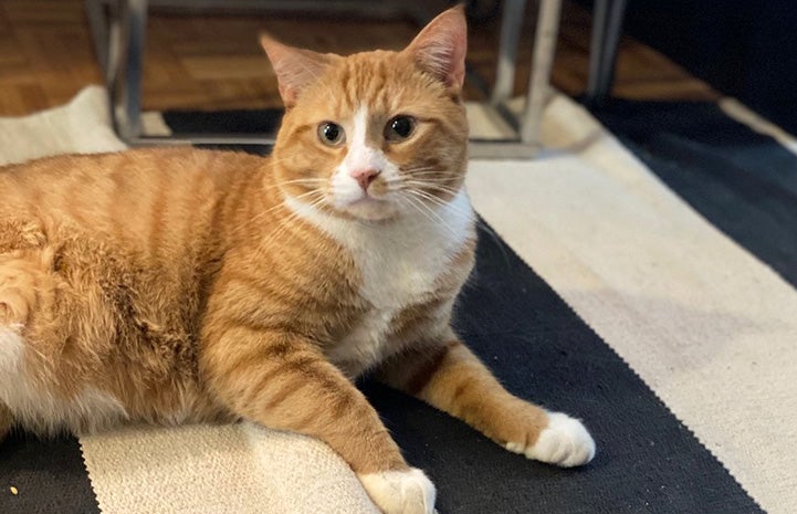 Orange tabby and white cat Johnsy lying on a carpet