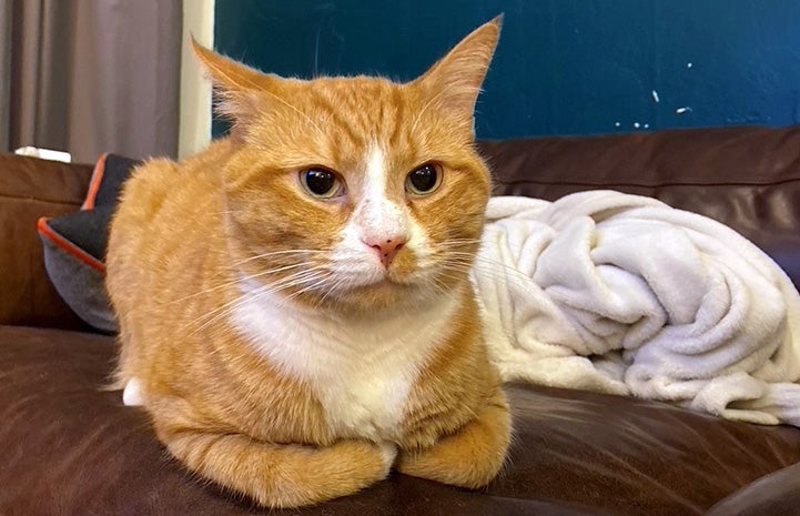 Johnsy the cat lying on a couch with his front feet tucked under his chest