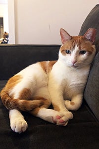 Orange and white cat Levi lying on a couch