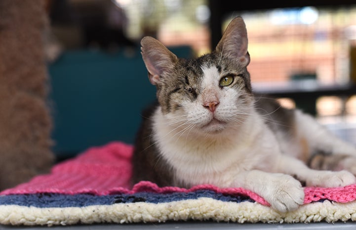 Marilyn Rieser and her husband, Don, first met Pete the cat while volunteering in Cat World