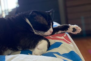 Mr. Gepetto the cat sleeping on a bed with his front paw stretched out