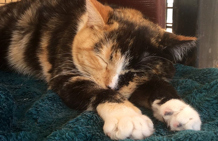 Emma the calico cat lying down and sleeping