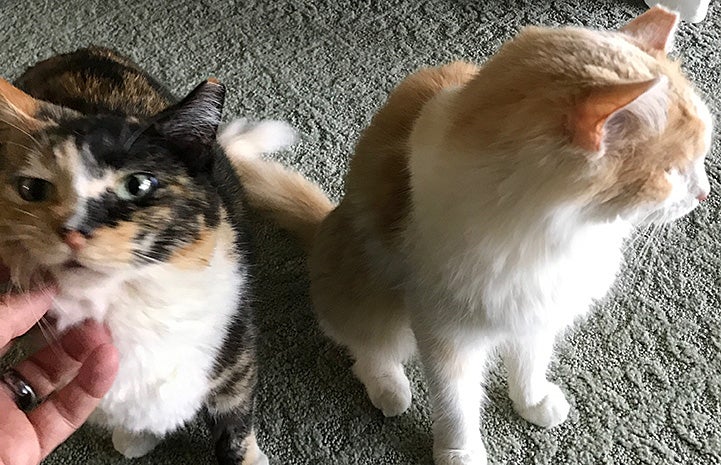 Person petting Emma the calico cat while Hastings the cat is next to her