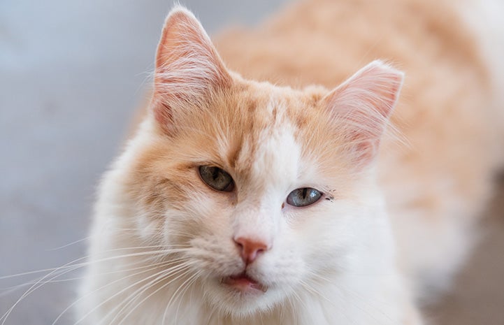 Hastings the cream tabby and white cat with an ear-tip